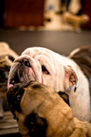 Pug Meetup Party-20