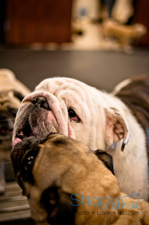 Pug Meetup Party-20
