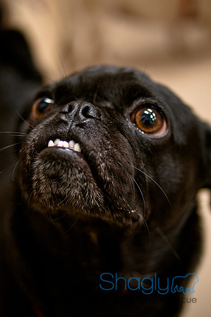 Pug Meetup Party-34