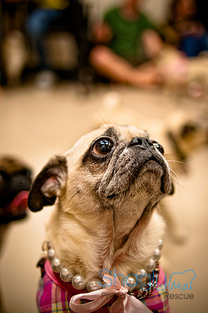 Pug Meetup Party-39