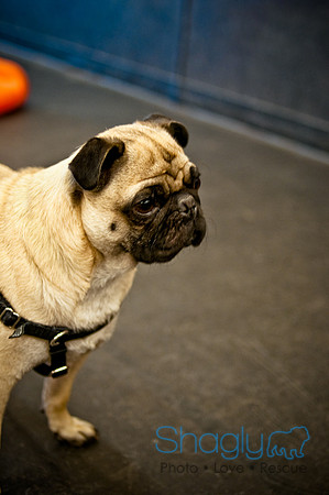 Pug Meetup Party-8
