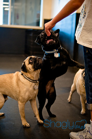 Pug Meetup Party-24