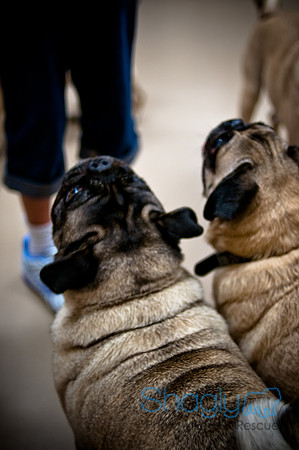 Pug Meetup Party-28