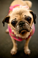 Pug Meetup Party-19
