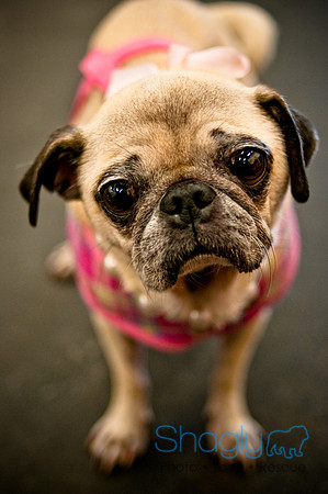 Pug Meetup Party-19