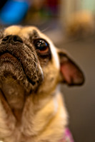 Pug Meetup Party-6