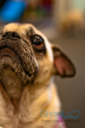 Pug Meetup Party-6