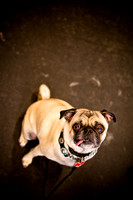 Pug Meetup Party-5