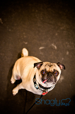 Pug Meetup Party-5