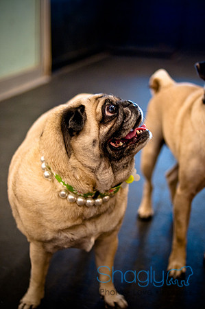 Pug Meetup Party-26