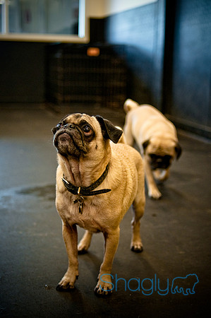 Pug Meetup Party-25