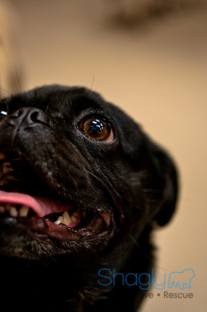 Pug Meetup Party-36