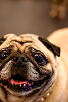 Pug Meetup Party-1