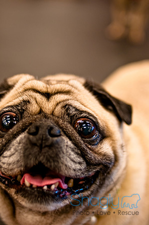 Pug Meetup Party-1