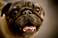 Pug Meetup Party-11