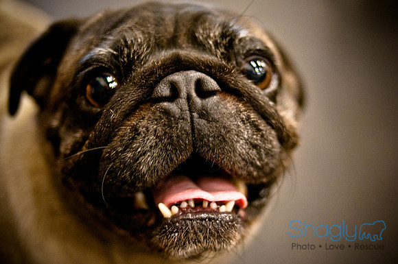 Pug Meetup Party-11