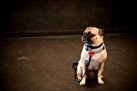Pug Meetup Party-2