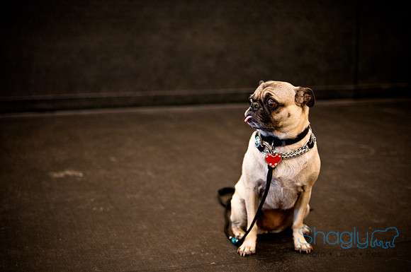 Pug Meetup Party-2