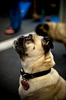Pug Meetup Party-10
