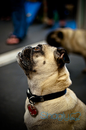 Pug Meetup Party-10