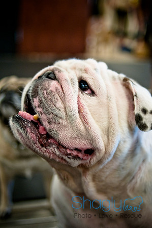 Pug Meetup Party-22