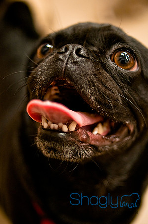 Pug Meetup Party-35