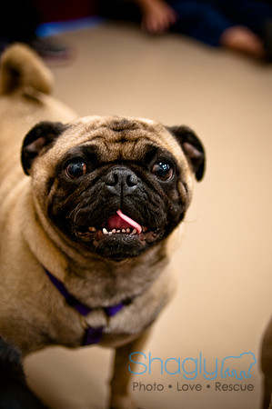 Pug Meetup Party-33