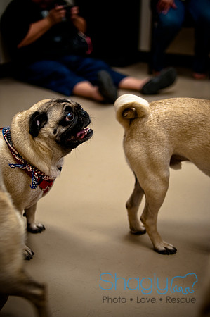 Pug Meetup Party-29