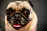 Pug Meetup Party-17