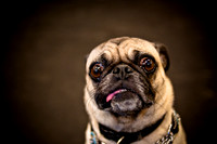 Pug Meetup Party-4