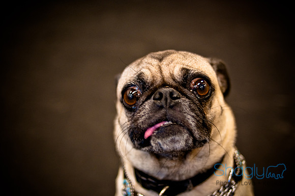 Pug Meetup Party-4