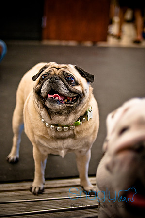 Pug Meetup Party-21