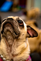 Pug Meetup Party-7