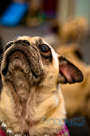 Pug Meetup Party-7