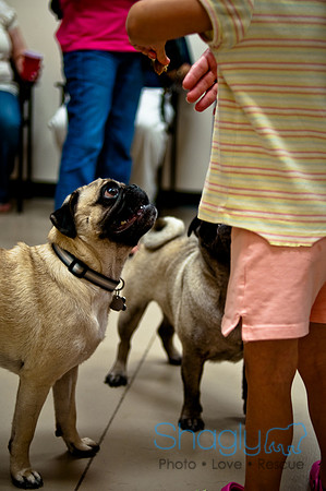 Pug Meetup Party-30