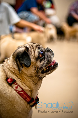 Pug Meetup Party-38