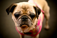 Pug Meetup Party-13