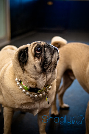 Pug Meetup Party-27