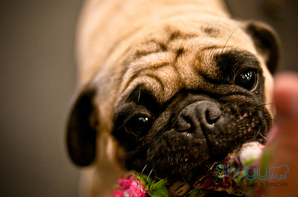 Pug Meetup Party-14