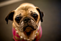 Pug Meetup Party-18