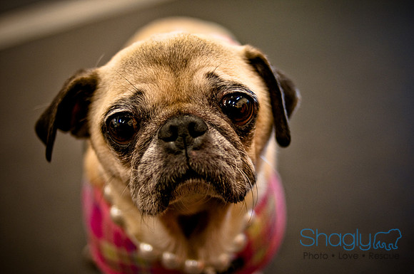 Pug Meetup Party-18