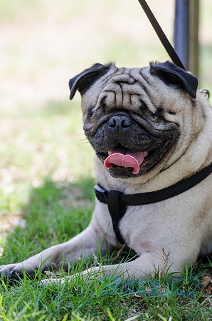 Pugapalooza 2012-128
