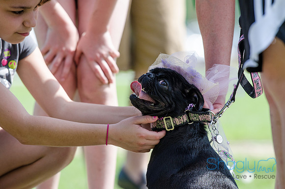 Pugapalooza 2012-101