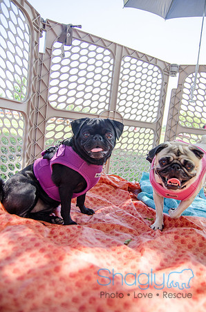 Pugapalooza 2012-161