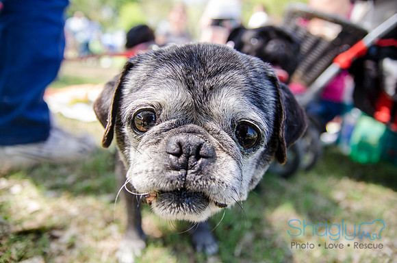 Pugapalooza 2012-142