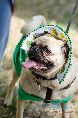 Pugapalooza 2012-133