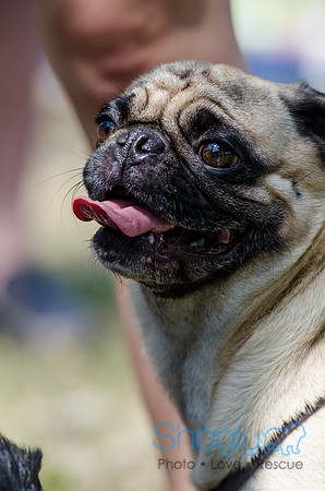 Pugapalooza 2012-125