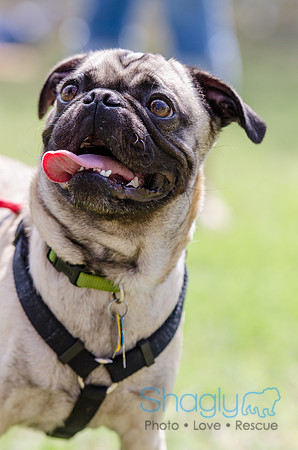 Pugapalooza 2012-70