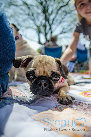 Pugapalooza 2012-143