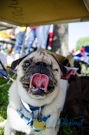 Pugapalooza 2012-149